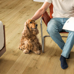 Truffle Oak Laminate Flooring (IM8256) By Quick Step